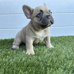 French Bulldog Puppies from Frenchie for you