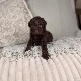 Vulcan - Red phantom male Aussiedoodle puppy in Sweetwater, Florida from Sandy Snout Doodles