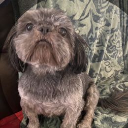 Jack Jack - Shih Tzu
