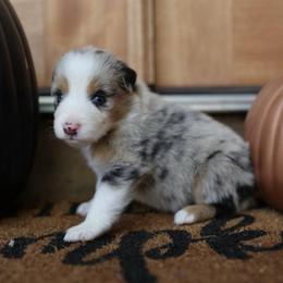 BOO - Blue merle male Australian Shepherd puppy in Star City, Arkansas from Blush & Lace Aussie Co.