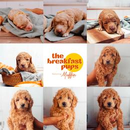 Goldendoodle Puppies from The Breakfast Pups