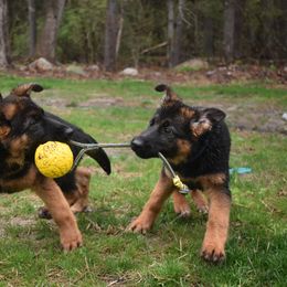 German Shepherd Puppies from Vom Aariz