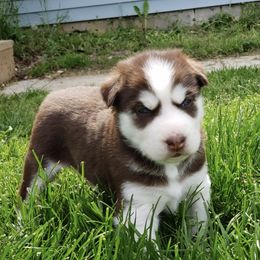 Siberian Huskies from Prentice House of Huskies