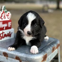 Purple collar with tail - Black tri female Miniature Australian Shepherd puppy in 32046, Florida from River Hill Ranch
