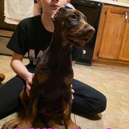 Pink - Red and rust female Doberman Pinscher puppy in Knox, Indiana from Double River Dobermans