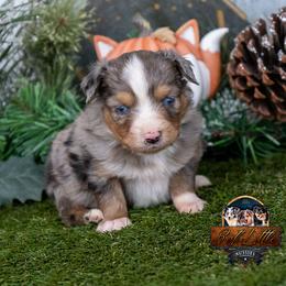 Indigo - Blue merle male Toy Australian Shepherd puppy in Granbury, Texas from Best Little Aussies