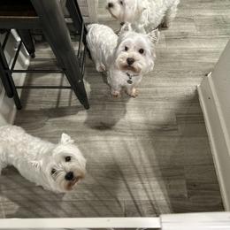 West Highland White Terrier puppies from Dixieland Westies