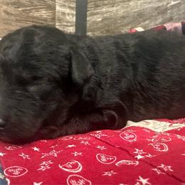 Rocket - Black male Bernedoodle puppy in Camden, Michigan from FurEver Friends Finder