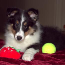 Shetland Sheepdog Puppies from Stafford Shelties