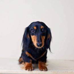 Dachshund puppies from Seaside kennels