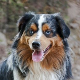 Sawyer - Miniature American Shepherd