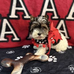 Bella - Black tan and white female Biewer Terrier puppy in Trinity, Alabama from Bama Biewers