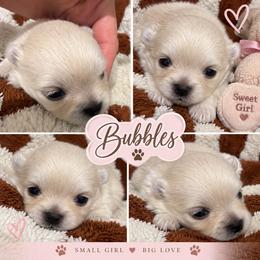 GIRL BUBBLES KOREAN TINY - White female Pomeranian puppy in Orlando, Florida from Denise’s Puppies