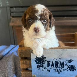 Lafayette - Sable male Cockapoo puppy in Holton, Indiana from MoonShine Babies