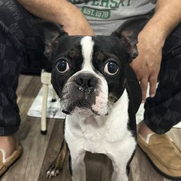 Elijah - Boston Terrier