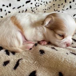 Sailor - Red and white male Chihuahua puppy in Canton, Ohio from Elysium Fields Chihuahuas