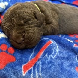 Quill - Brown male Newfoundland puppy in Silver Creek, New York from Boo N’ Bubs Newfoundlands