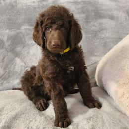 Yellow collar, Marlowe - Brown female Poodle puppy in Colorado Springs, Colorado from Silly's Standard Poodles