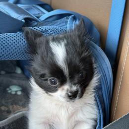 Bear - Chihuahua