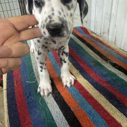Nose Line - White and black male Dalmatian puppy in Williamsburg, Ohio from Dewey’s Dals