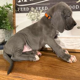 Tulok - Blue male Great Dane puppy in Carencro, Louisiana from Halsey Danes