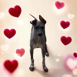 Winnie - Black tan and white female American Hairless Terrier puppy in Buckingham, Illinois from Gaus Hof