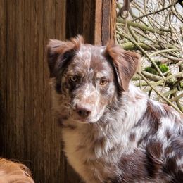 Kootenai - Australian Shepherd