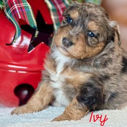 Ivy - Blue merle female Aussiedoodle puppy in Burbank, Ohio from Berns & Doodles