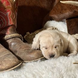 Chickpea - Yellow female Labrador Retriever puppy in Tehachapi, California from Twisted Wire Ranch Retrievers
