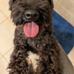 Astra The Star Maiden - Black female Miniature Schnauzer puppy in Cumming, Georgia from Bella Pups LLC