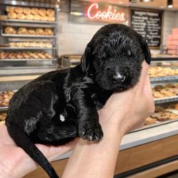 Smore- Tan Collar - Black male Goldendoodle puppy in Bay City, Texas from Charming Doods Goldendoodles