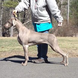 Crush - Weimaraner