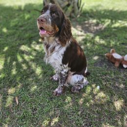 Tex - English Springer Spaniel