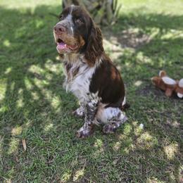 Tex - English Springer Spaniel