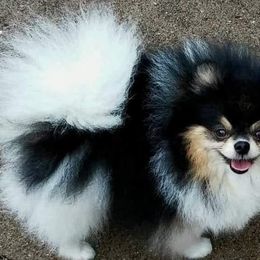 Dreamer - Pomeranian