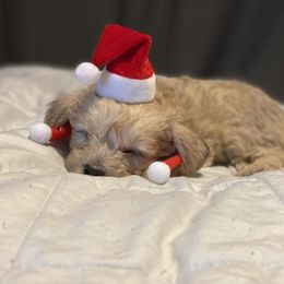 Schnoodle Puppies from Noodle Tings Puppies