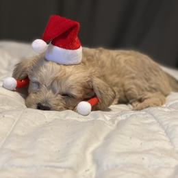 Schnoodle Puppies from Noodle Tings Puppies