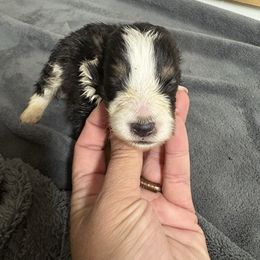 Girl 1 - Black white and tan female Shetland Sheepdog puppy in Martinton, Illinois from KW Kennels