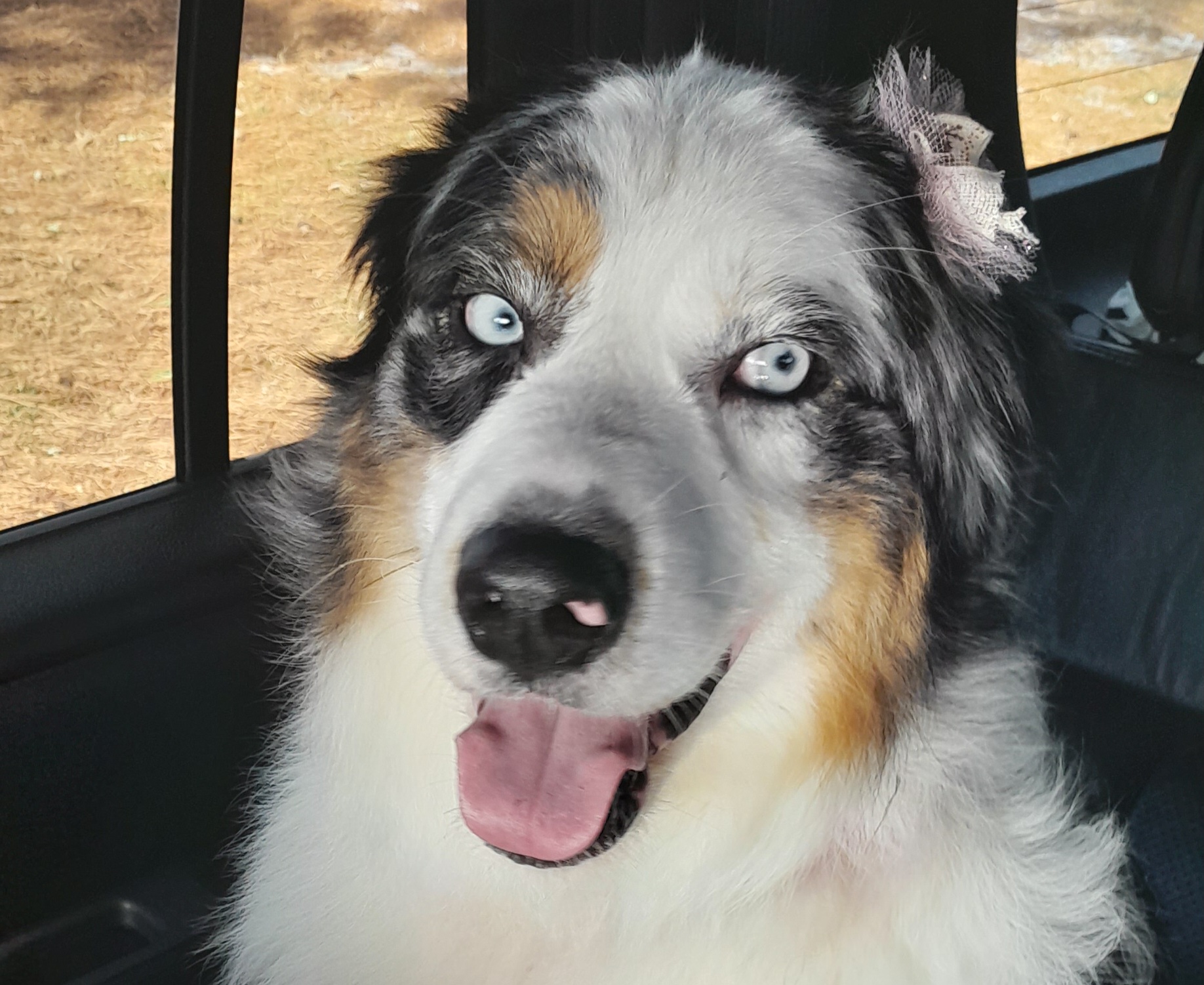 Dolly - Australian Shepherd