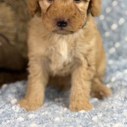 Akc Rudolph - Red  male Poodle puppy in Grinnell, Iowa from Rural Iowa Aussies & Doodles