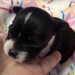 Queen - Black and white female Chihuahua puppy in Amity, Pennsylvania from Rhoda and Verna
