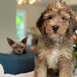 Octoman - Tri-color male Bernedoodle puppy in Yuciapa, California from AlltheDoodlez_