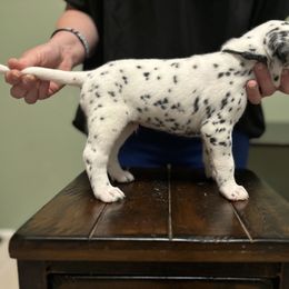 Dalmatian Puppies from ArmySoldier Dalmatians