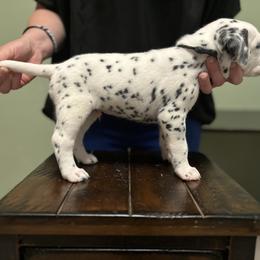 Dalmatian Puppies from ArmySoldier Dalmatians