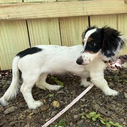 Sundae - Piebald female Dachshund puppy in Mountain Home, Arkansas from The Teacup Homestead Miniature Dachshunds