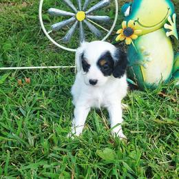 Poppy - Black and white female Cavapoo puppy in Wentworth, Missouri from Newton County Cavaliers LLC