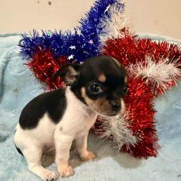 Siren AKC - Black and white female Chihuahua puppy in Seneca, Missouri from Stephanie’s Puppy Colony
