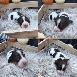 Kit-kat - Piebald male Dachshund puppy in Kingston, Michigan from Teenie Little Hearts