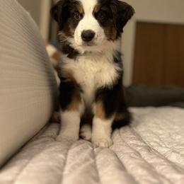 Miniature American Shepherd Puppies from Andaluz Mini American Shepherds