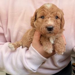 Hazel (Hazelnut) - Red female Bernedoodle puppy in Peoria, Arizona from Wroth's Paws